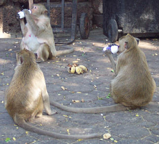 Heilige Affen in Lopburi